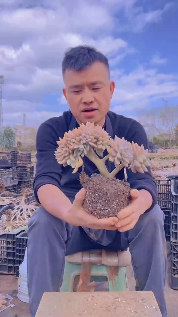 168淡雪缀化一物一拍
