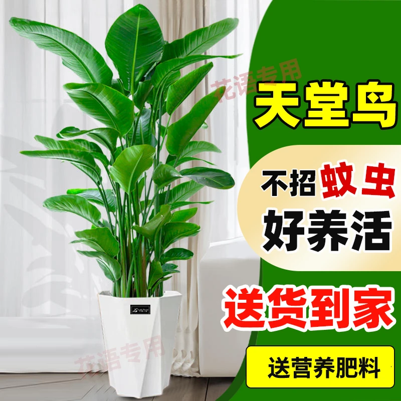 【A级巨无霸】1.7-1.9米大型落地鹤望兰室内活绿植大叶美观【sy盘龙