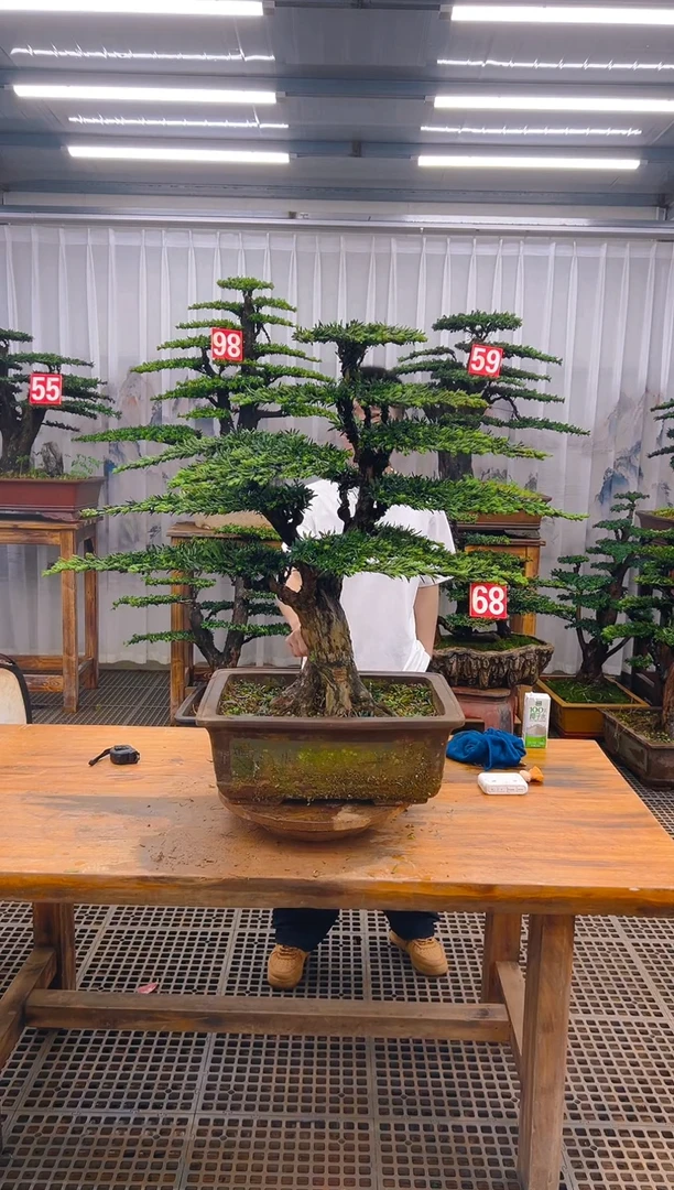 无花朵精品盆景直播间一物一拍