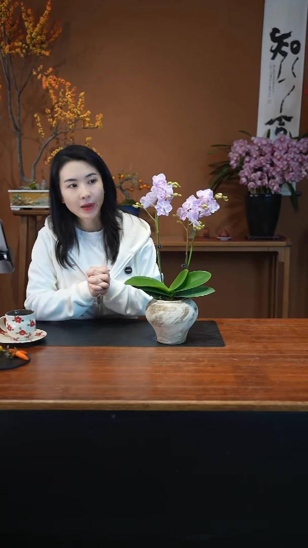 全部花朵梦境蝴蝶兰盆景盆景