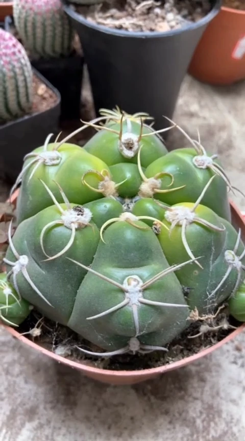 仙人球一物一拍链接