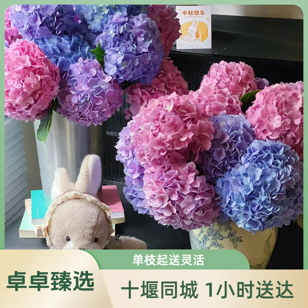 【绣球】1枝起送，粉色绣球蓝色绣球紫色绣球单枝花家居鲜花散花插花瓶生活鲜花 十堰同城小时达1-3小时配送到家