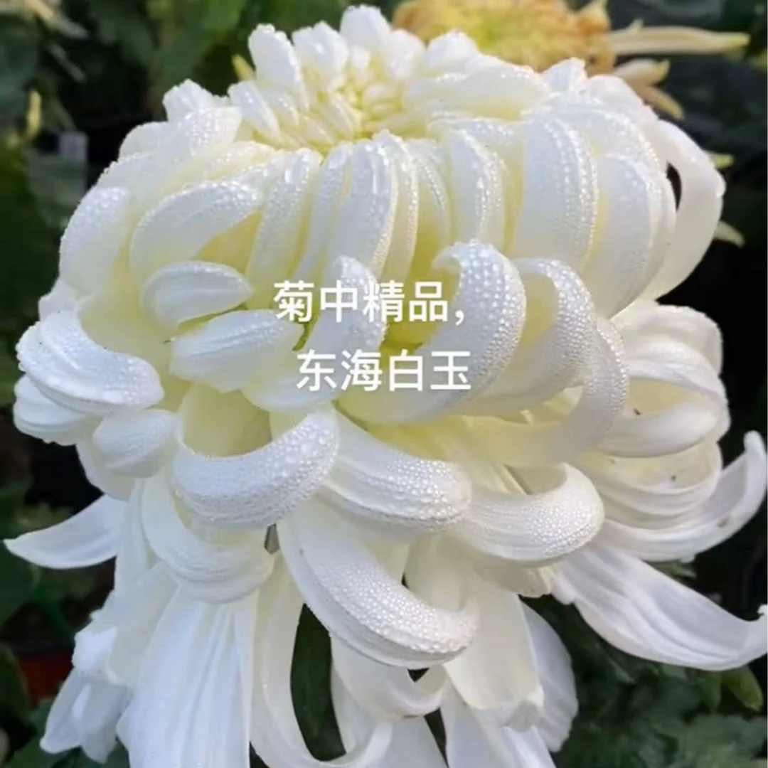 【东海白玉】带花苞多年生室内外阳台绿植盆栽