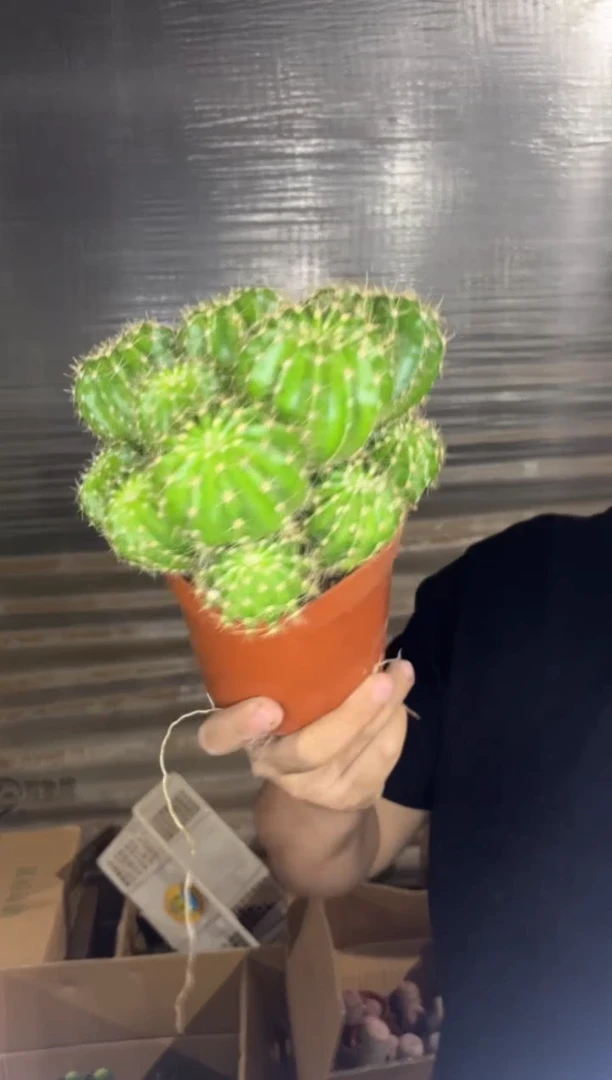 多头 席克氏彩草【带根】