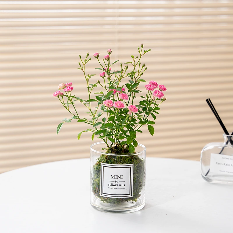 带花四季开花迷你超微型月季玫瑰姬月季苔藓球阳台窗台桌面绿花卉