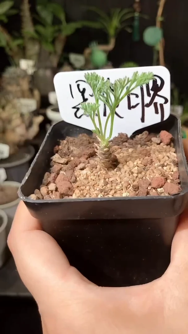 量拍福利实生黑皮月界宝宝