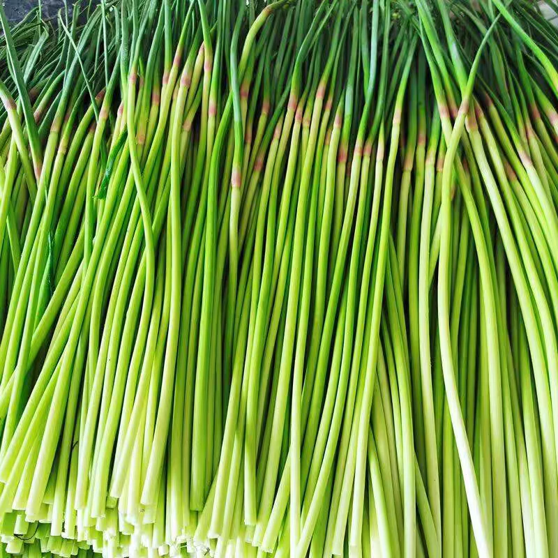 现货红帽蒜苔新鲜现摘4斤脆嫩短蒜薹当季农家蔬菜