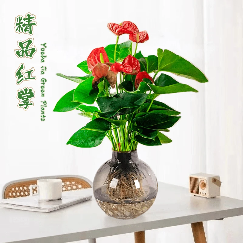 水培红掌花卉客厅40-50cm高易活好养绿植办公室客厅带肥料带盆