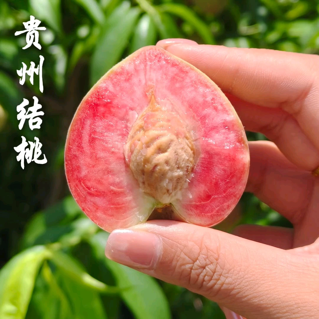 贵州老树结桃白花桃新鲜现摘顺丰包邮脆甜多汁老品种应季儿时味道