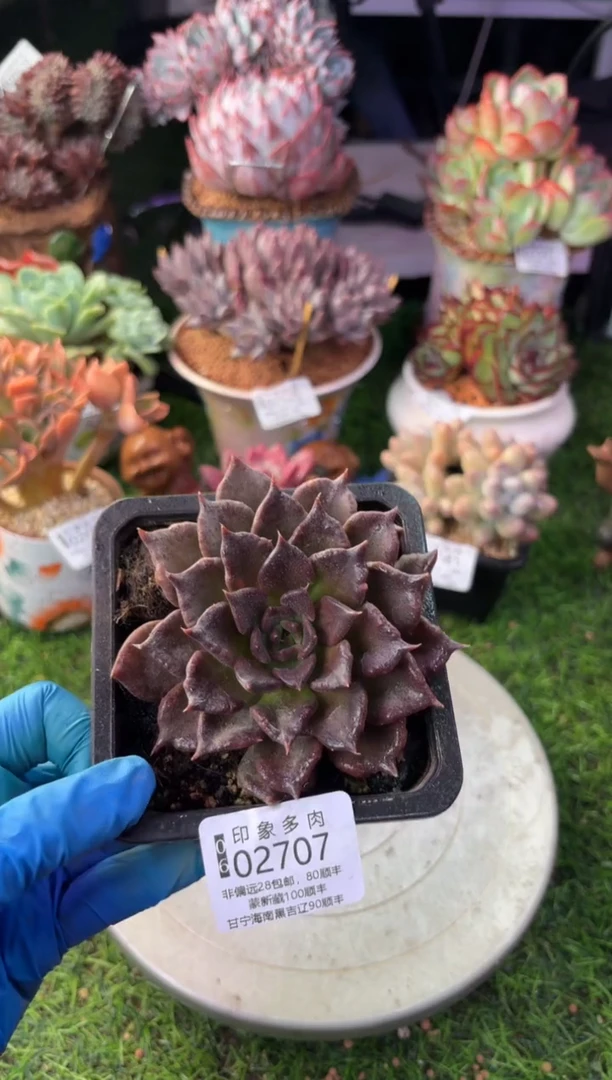 昆明印象多肉02707