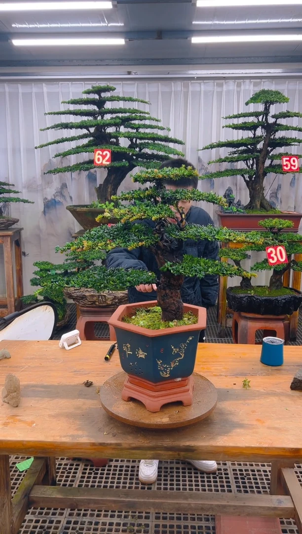 无花朵潇**生精品盆景直播间一物一拍