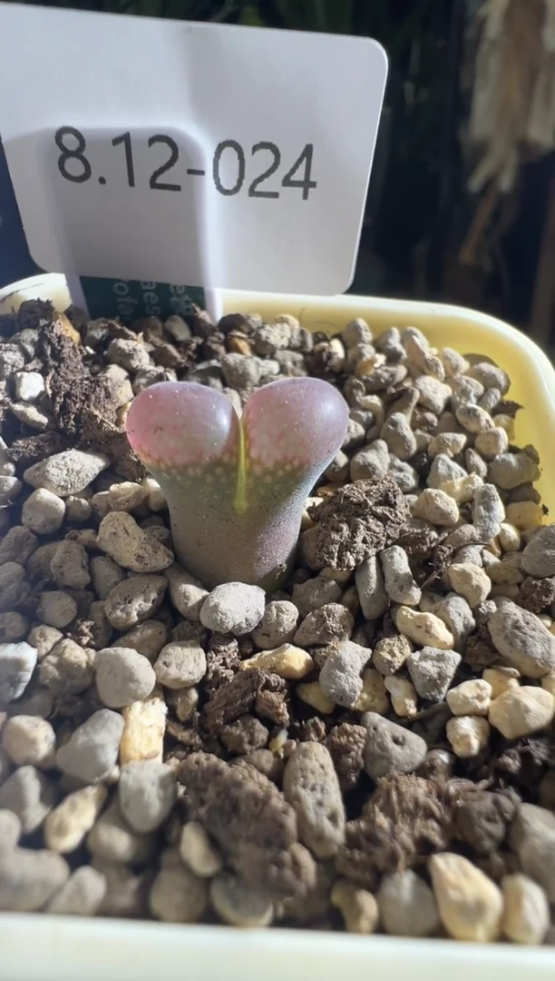 024-帕法德圆窗大眼睛