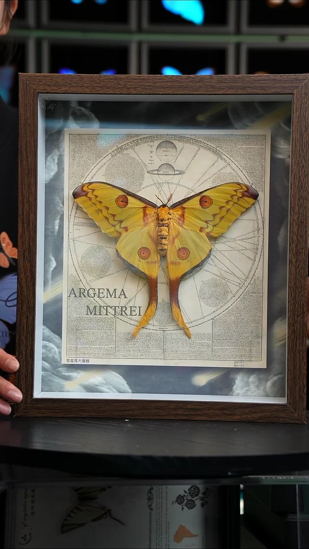 彗星尾大蚕蛾标本摆件