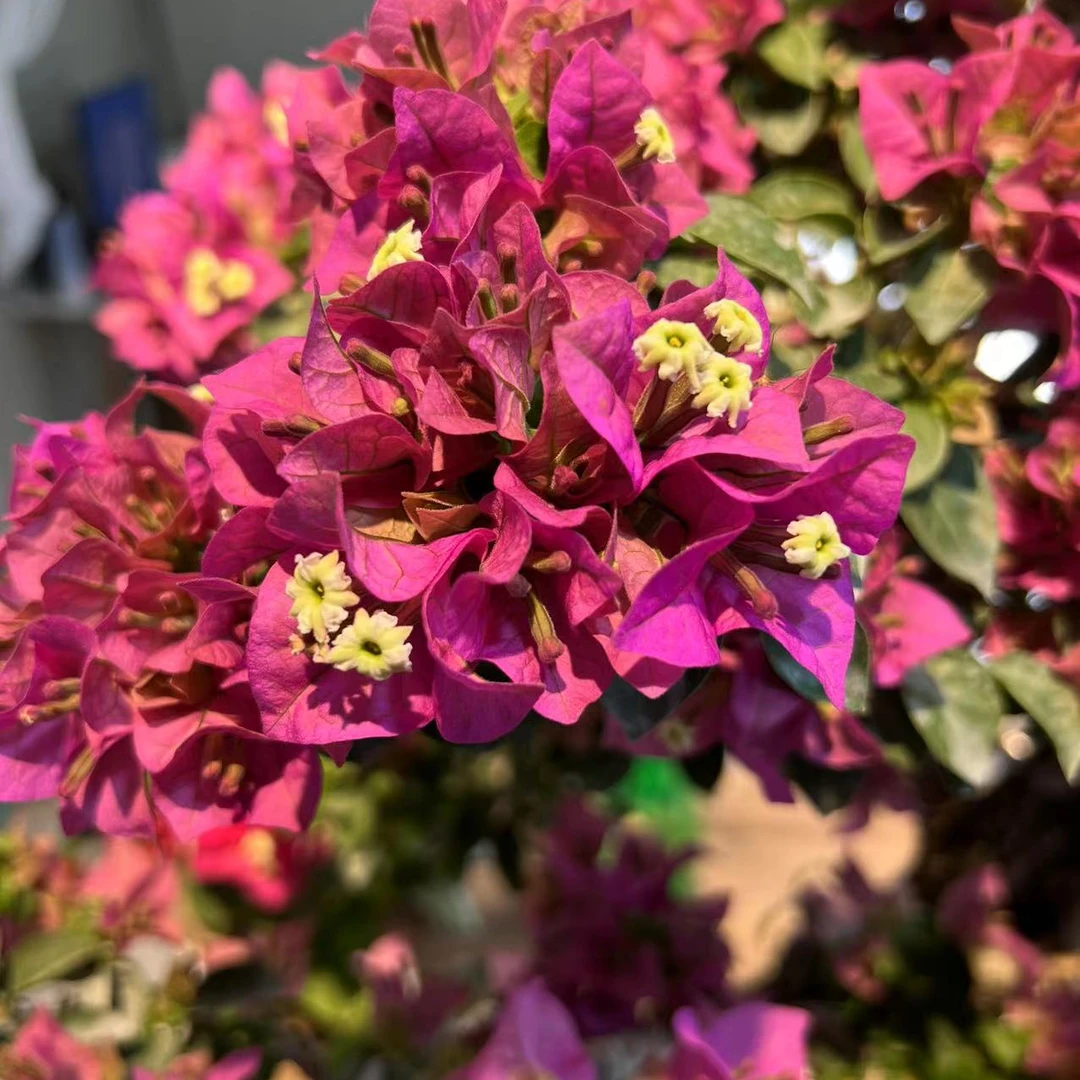 三角梅精品盆景一物一拍（专属用）