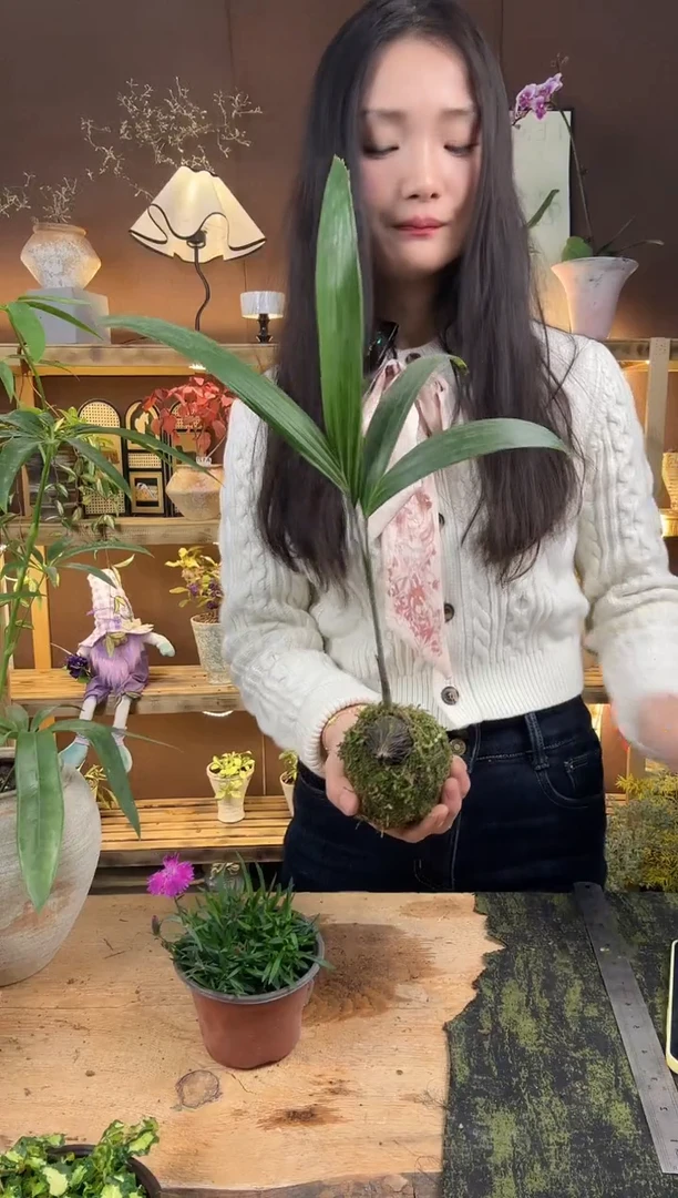 无花朵千丝菩提334