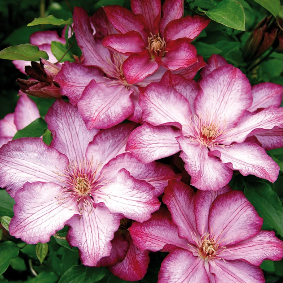 虹越铁线莲 |“自由”C2.5盆栽苗爬藤植物庭院花卉植物专属