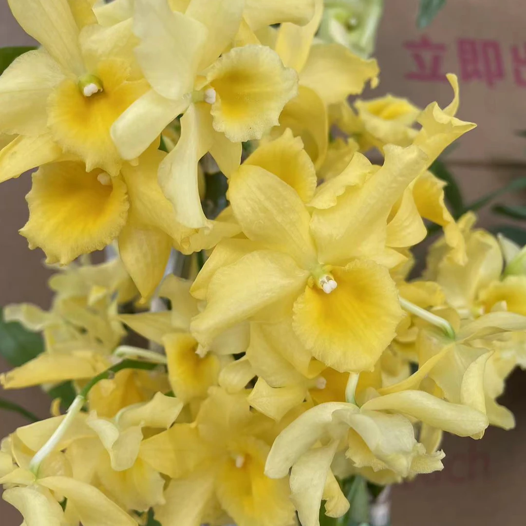 石斛兰（糖果 ）盆栽兰花 阳台室内养护  盆栽绿植 (0度以下拍保温）