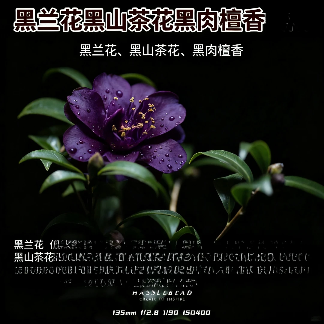 黑兰花黑山茶花黑肉檀香合方精油