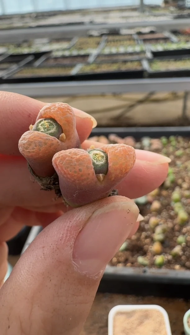 【闪购商品】7-357