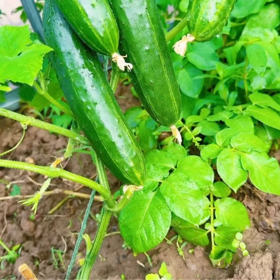 特色黄瓜种子家庭阳台小院盆栽地栽四季种植结瓜全雌香黄瓜