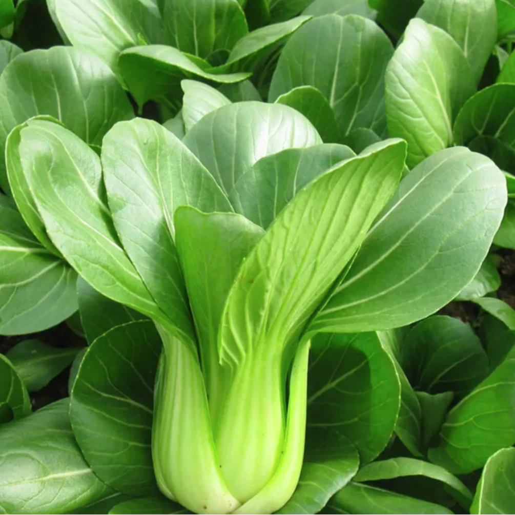 【全店满5元包邮】苏州青种子 小油菜种子