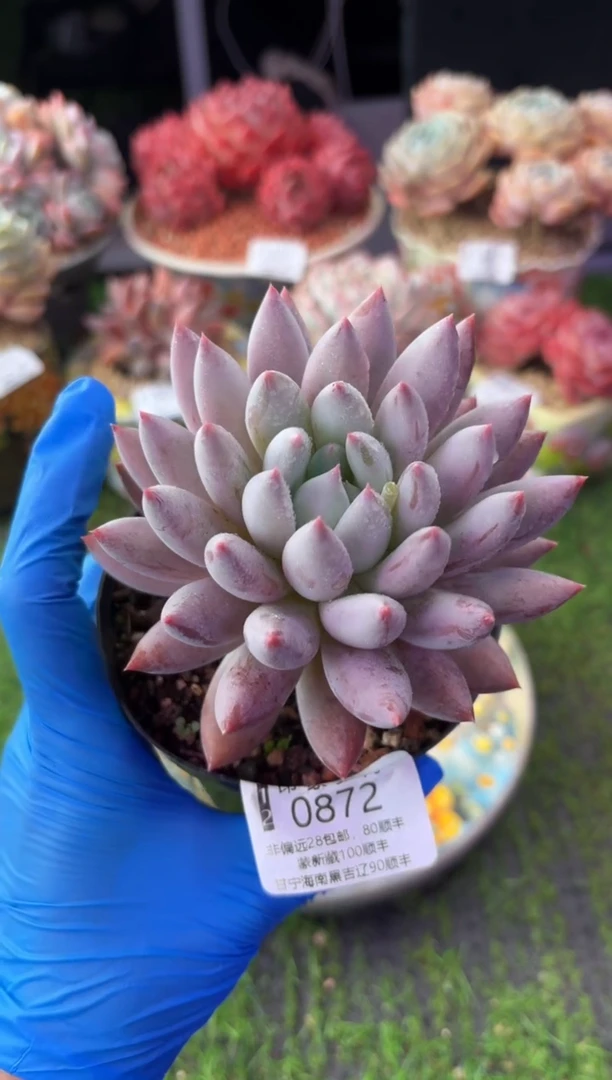 昆明印象多肉0872