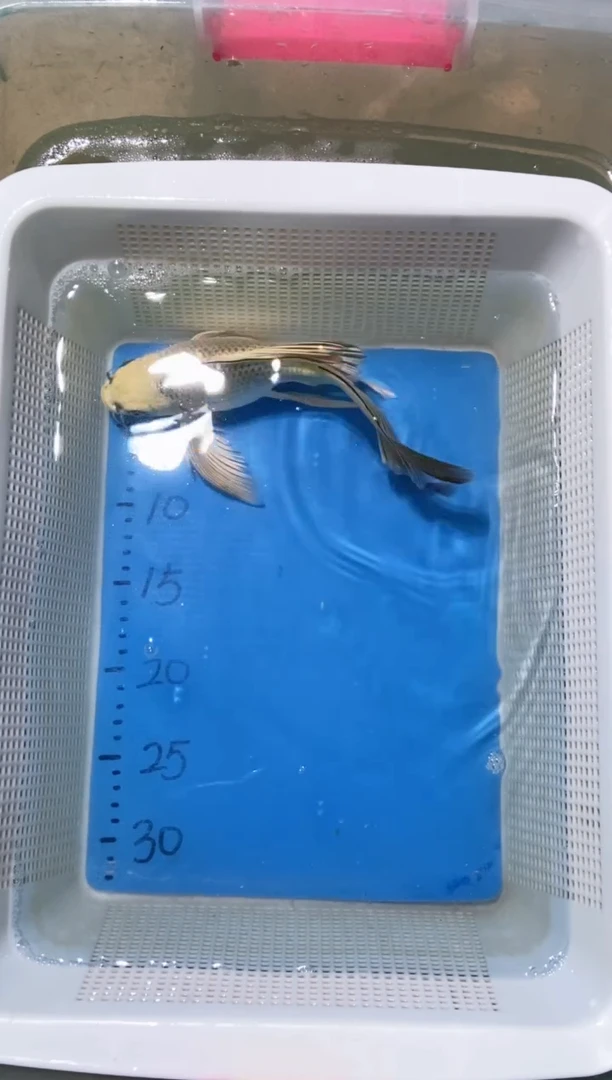 锦鲤锦鲤蝴蝶鲤鱼拍开箱视频包售后