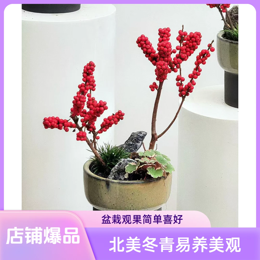 北美冬青耐寒植物室内好养桌面绿植年宵花红果盆栽