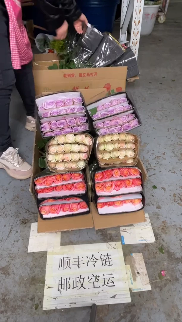 海洋之歌20枝+小白兔20枝+朱小姐20枝