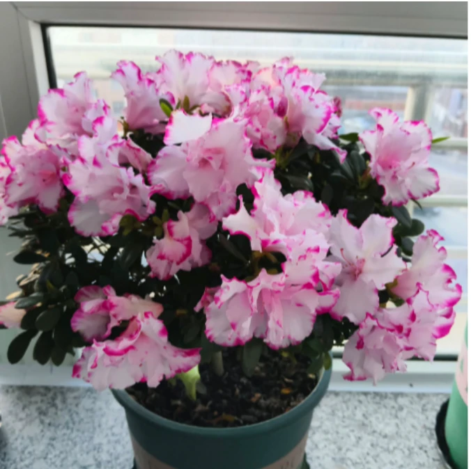 名贵品种 西玛皇后 杜鹃花4年苗 带花苞