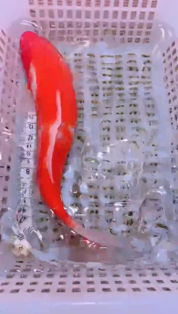 锦鲤冷水观赏鱼全场包邮1