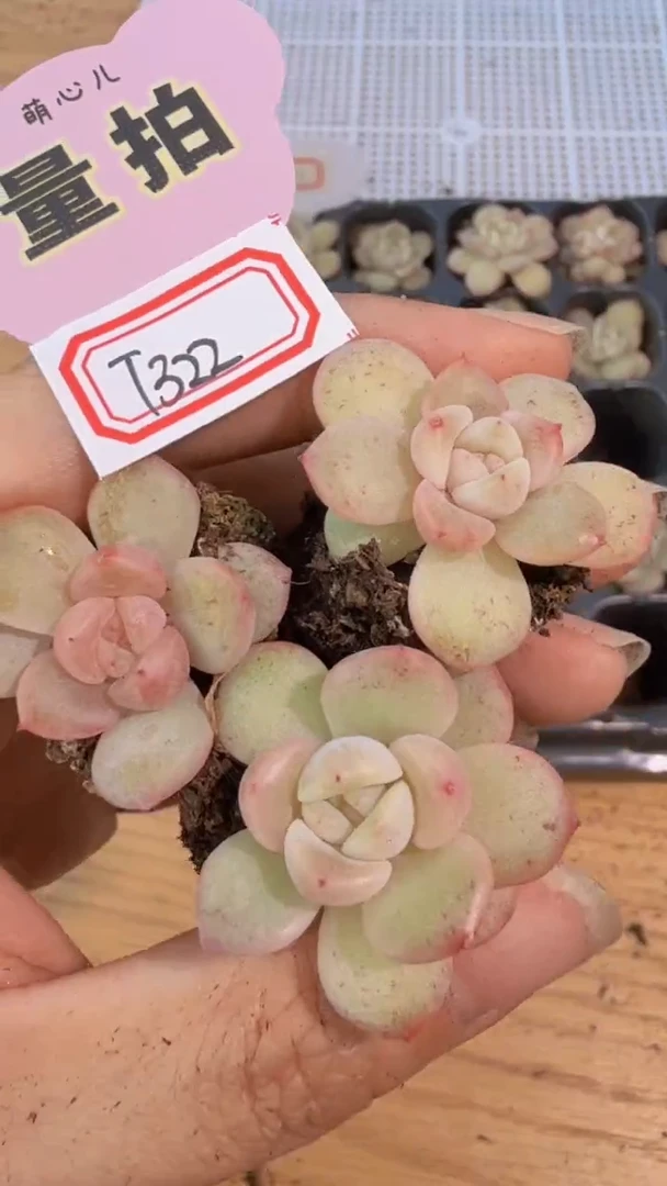 t322 单双混 切糕5颗量拍混发 满9.9包邮