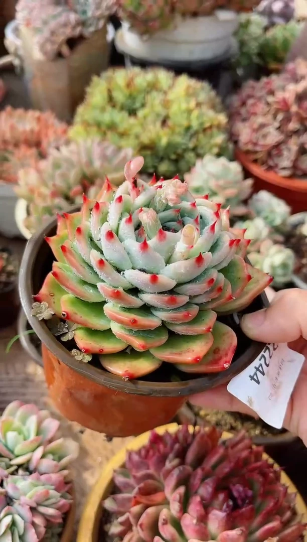 【闪购商品】22244