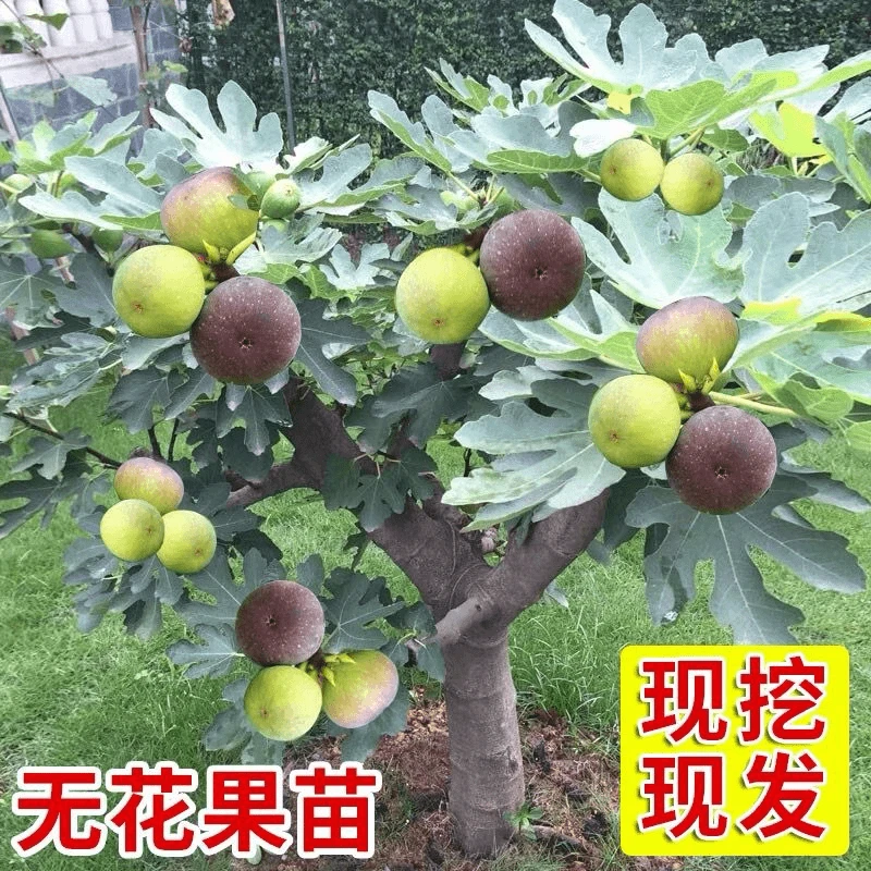 波姬红无花果树苗盆栽南北方种耐寒地栽庭院特大无花果苗当年结果