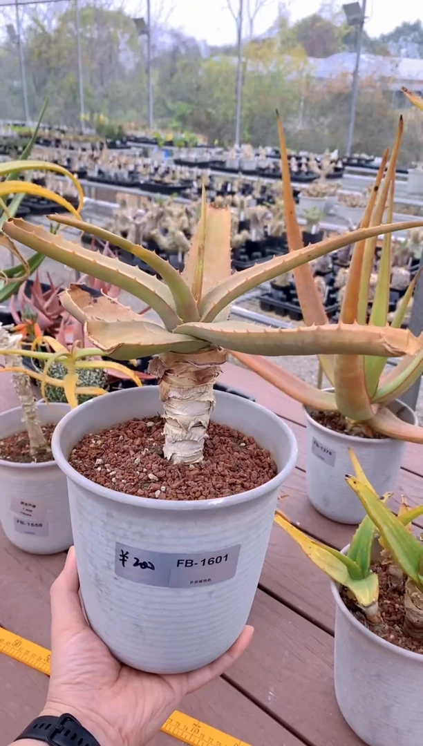 【闪购商品】原生芦荟脱土FB-1601