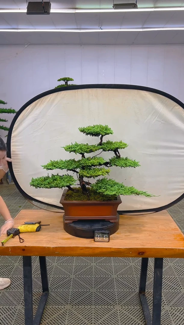 无花朵一物一拍一物一拍