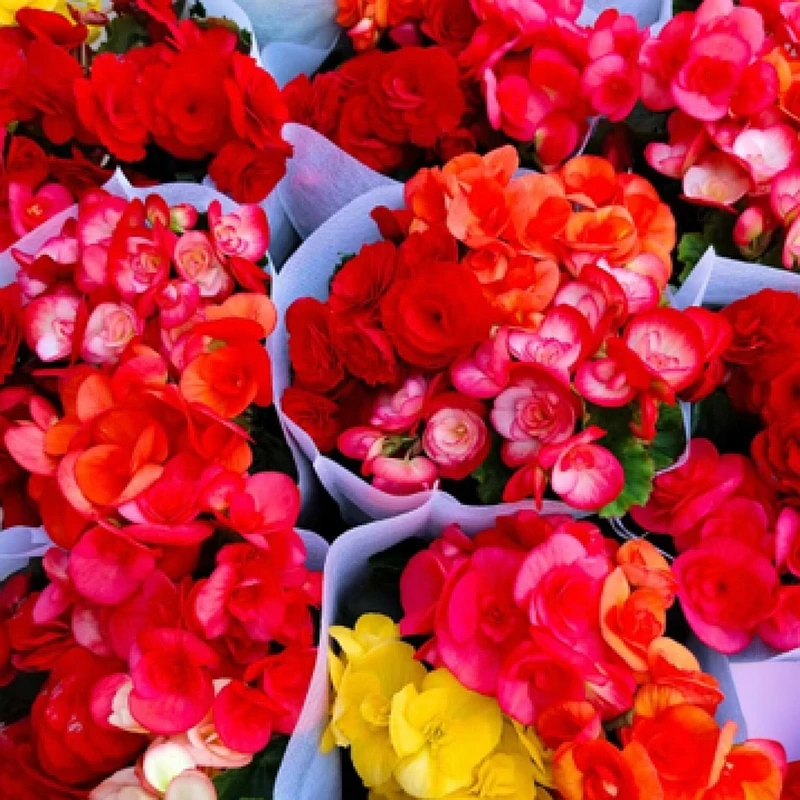 丽格海棠三色组盆阳台庭院盆栽绿植花卉叶片微瑕疵