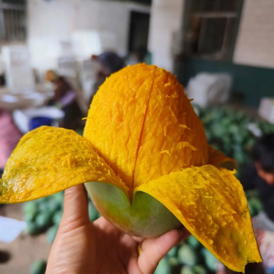 【10斤补贴】四川攀枝花凯特芒果新鲜应季水果包邮大脸芒果整箱富会