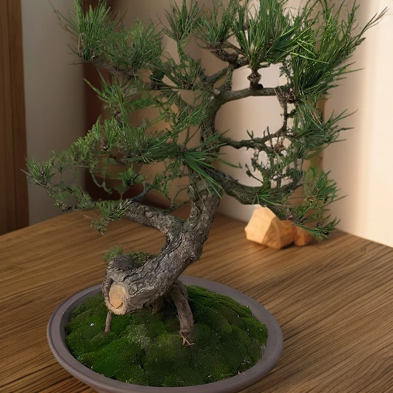 山菜黑松老桩老盆短针实物树桩盆景