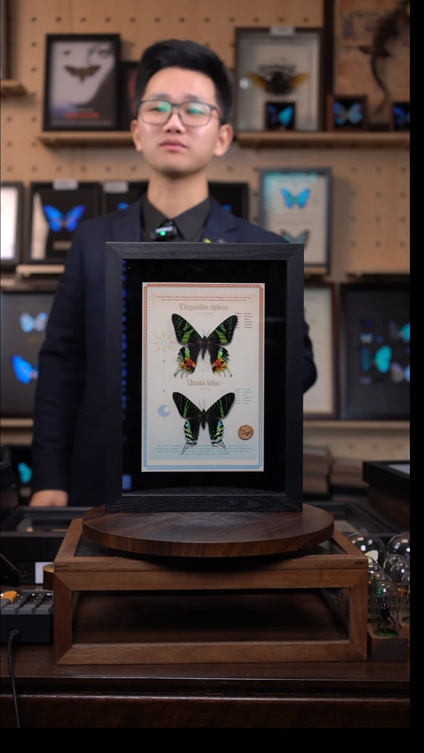 太阳蛾+月亮蛾设计款A4黑框