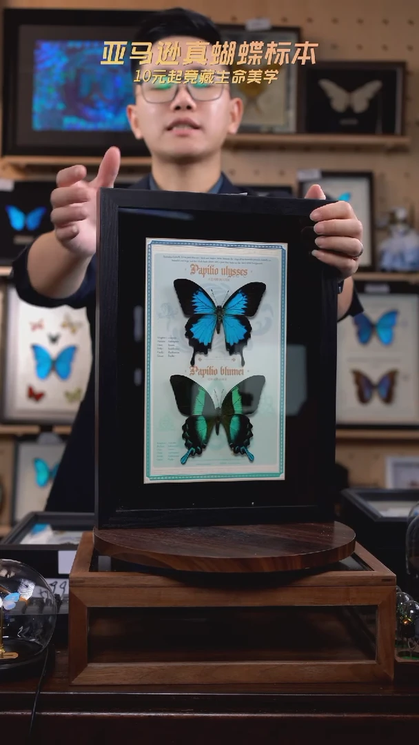 天堂凤蝶+爱神凤蝶设计款13寸黑框