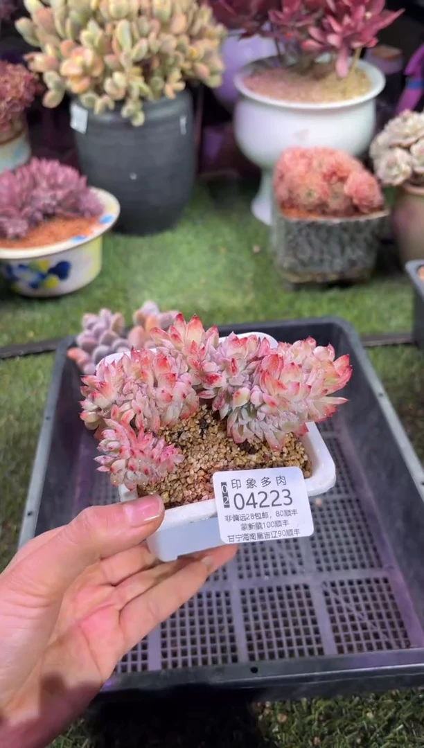 【闪购商品】04223