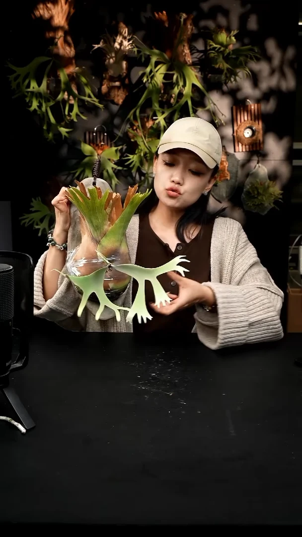 不开花植物LC1210-25 黄月*苏丹