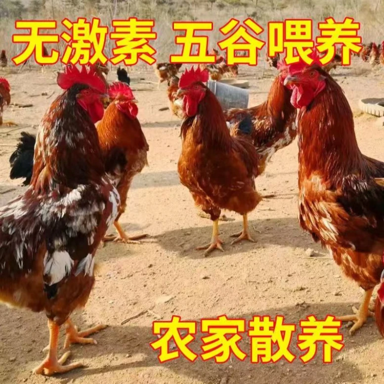 沂蒙山农家散养大公鸡正宗土鸡肉质紧实绿色安全新鲜包邮到家