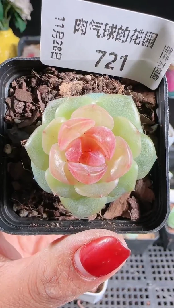 多肉1128-721bl-4群生不包整
