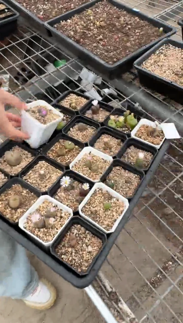肉锥生石花11-210