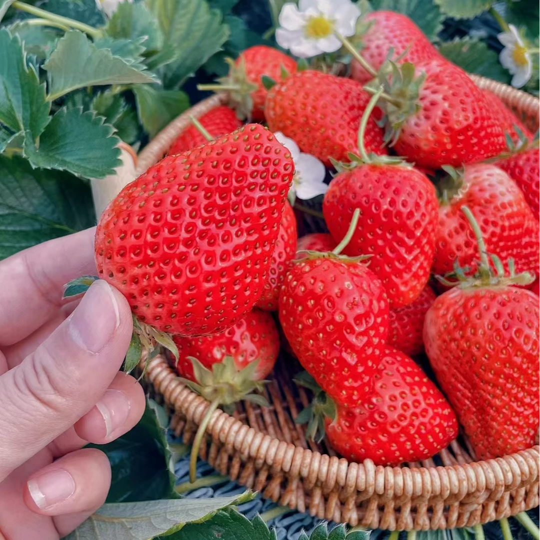 阳台香野草莓盆栽红颜草莓越秀草莓苗梦之芙AE天使草莓苗
