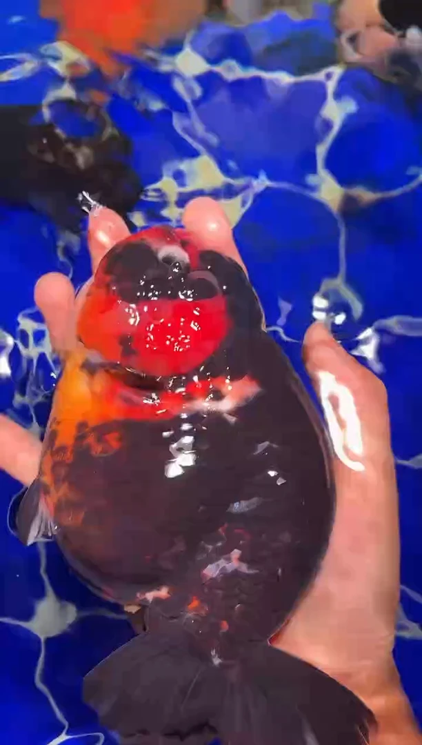 金鱼（运费自理，马印灯照射）福州追鱼兰寿金鱼