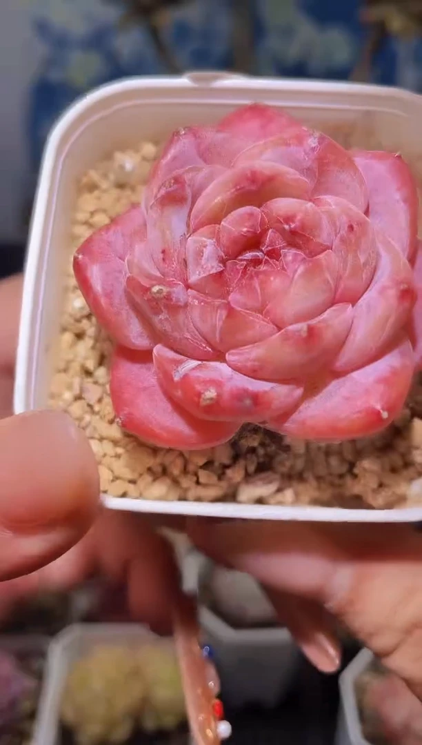 【闪购商品】555迦南多肉