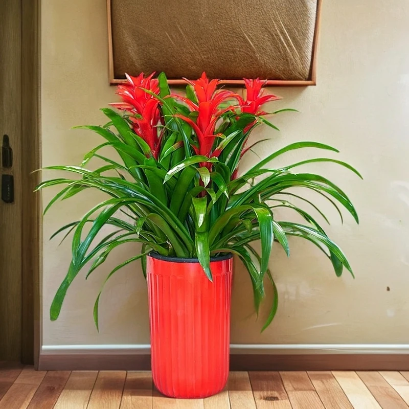 五株苗年宵花鸿运当头红色室内桌面绿植可四季开花盆栽植物室内